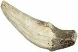 Fossil Primitive Whale (Pappocetus) Incisor Tooth - Morocco #238042-1